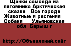 Щенки самоеда из питомника Арктическая сказка - Все города Животные и растения » Собаки   . Ульяновская обл.,Барыш г.